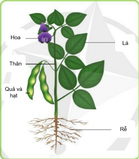 BÀI 12. CÁC BỘ PHẬN CỦA THỰC VẬT VÀ CHỨC NĂNG CỦA CHÚNG