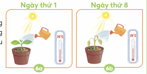 BÀI 15. THỰC VẬT CẦN GÌ ĐỂ SỐNG VÀ PHÁT TRIỂN?