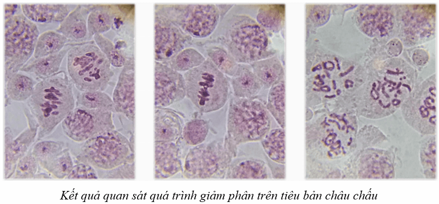 BÀI 18 - THỰC HÀNH: LÀM VÀ QUAN SÁT TIÊU BẢN QUÁ TRÌNH NGUYÊN PHÂN VÀ GIẢMPHÂN