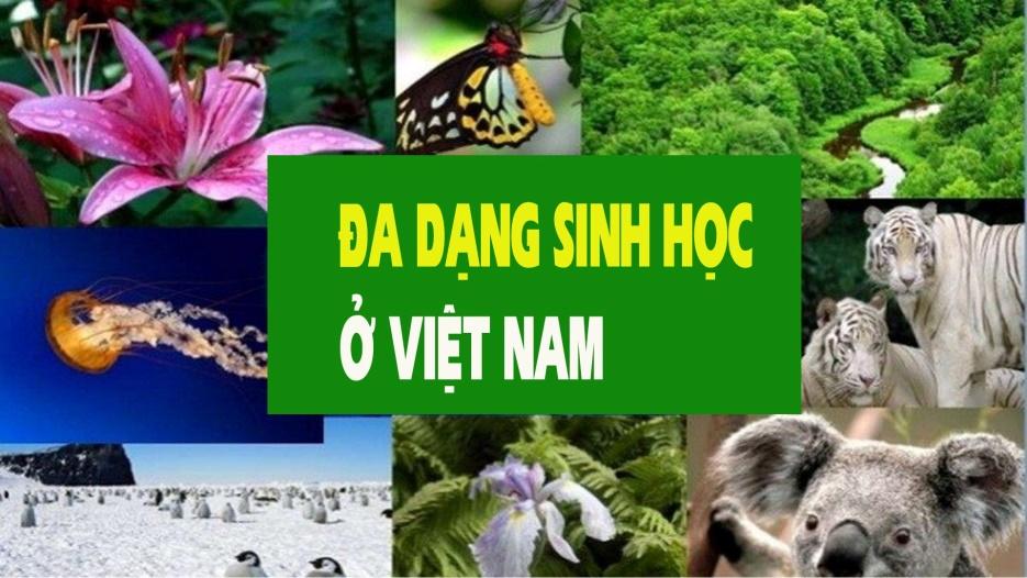 BÀI 35. DỰ ÁN: TÌM HIỂU THỰC TRẠNG BẢO TỒN HỆ SINH THÁI TẠI ĐỊA PHƯƠNG VÀ ĐỀXUẤT GIẢI PHÁP BẢO TỒN