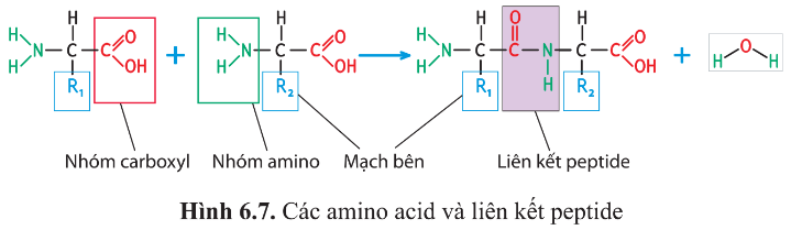 BÀI 6 - CÁC PHÂN TỬ SINH HỌCMỞ ĐẦUCâu 1: Các loại thực phẩm ở bốn tầng trong tháp dinh dưỡng (hình 6.1) cung cấp cho chúng ta những hợp chất nào?Đáp án chuẩn:Các loại thực phẩm ở bốn tầng trong tháp dinh dưỡng cung cấp cho chúng ta những loại hợp chất sau: - Tầng 1: tinh bột (carbohydrate) có trong cơm, ngô, khoai tây, bánh mì, ngũ cốc, các loại hạt, nui. - Tầng 2: vitamin và chất khoáng có trong các loại rau, quả. - Tầng 3: chất đạm (protein) có trong thịt, bơ, trứng, sữa, cá.- Tầng 4: chất béo (lipid).I. KHÁI QUÁT VỀ PHÂN TỬ SINH HỌCCâu 1: Cho biết các đơn phân cấu tạo nên các polysacharide, polypeptide, DNA, RNA.Đáp án chuẩn:- Polysaccharide: các đơn phân monosaccharide.- Polypeptide: các phân tử anmino acid.- DNA và RNA: các đơn phân là nucleotide.II. CARBONYDRATECâu 2: Trong tháp dinh dưỡng của người (hình 6.1), nhóm thực phẩm nào chiếm tỉ lệ cao nhất? Vì sao chúng chiếm tỉ lệ cao nhất?Đáp án chuẩn:Trong tháp dinh dưỡng của người, nhóm thực phẩm cung cấp tinh bột chiếm tỉ lệ cao nhất vì chúng là nguồn cung cấp năng lượng chủ yếu cho cơ thể.Luyện tập 1: Dựa vào hình 6.3:a) Cho biết các loại carbohydrate được phân loại dựa trên tiêu chí nào.b) Kế tên các loại carbohydrate, nêu số lượng gốc đường (đơn phân) và cho ví dụ về mỗi loại carbohydrate mà em biết.Đáp án chuẩn:a) Các loại carbohydrate được phân loại dựa trên số lượng đơn phân trong mạch carbon. b) Các loại carbohydrate bao gồm:- Monosaccharide: Ví dụ như glucose, fructose.- Disaccharide: Ví dụ như maltose, lactose.- Polysaccharide: Ví dụ như tinh bột, cellulose.1. MonosaccharideCâu 3: Vai trò của ribose, deoxyribose và glucose trong tế bào là gì?Đáp án chuẩn: Chức năngRiboseLà thành phần cấu tạo ARNTổng hợp proteinĐiều phối các phản ứng hóa học.Deoxyribose Là thành phần cấu tạo nên DNA, ATPCung cấp năng lượng cho tế bàoGlucose  Cung cấp năng lượng cho tế bàoCâu 4: Thực phẩm nào chứa nhiều đường đơn?Đáp án chuẩn:- Hoa quả, rau củ, sữa, bánh kẹo,...2. DisaccharideCâu hỏi 5. Dựa vào hình 6.5, cho biết:a) Thành phần cấu tạo của sucrose (saccharose).b) Sucrose được hình thành như thế nào.Đáp án chuẩn:a) Sucrose là một disaccharide, gồm 2 đơn phân: glucose và fructose, có công thức phân tử là C12H22O11.b) Sucrose hình thành khi loại bỏ phân tử nước và tạo liên kết glycoside giữa hai đơn phân glucose và fructose.3. PolysaccharideCâu 6: Quan sát hình 6.6 và nêu những đặc điểm giống nhau giữa tinh bột và glycogen, những đặc điểm khác nhau giữa tinh bột và cellulose về cấu tạo mạch carbon. Những đặc điểm này có liên quan gì đến chức năng dự trữ của tinh bột, glycogen và chức năng cấu trúc của cellulose?Đáp án chuẩn:* Điểm giống nhau giữa tinh bột và glycogen:  - Đều có cấu trúc đa phân với đơn phân là glucose.  - Mạch đều có sự phân nhánh (glycogen phân nhánh mạnh hơn).  - Cùng có chức năng dự trữ năng lượng.* Điểm khác nhau giữa tinh bột và cellulose về cấu tạo mạch carbon:  - Tinh bột có dạng cấu trúc xoắn hoặc ít phân nhánh, trong khi cellulose là mạch thẳng, không phân nhánh, liên kết thành bó sợi dài và chắc chắn.* Sự liên quan giữa cấu trúc và chức năng dự trữ của tinh bột, glycogen và chức năng cấu trúc của cellulose:  - Tinh bột được sử dụng làm năng lượng dự trữ dài hạn ở thực vật, với cấu trúc ít phân nhánh và khó tan trong nước, phù hợp với đời sống ít di chuyển.  - Glycogen được sử dụng làm năng lượng dự trữ ngắn hạn ở động vật và một số loài nấm, có cấu trúc phân nhánh nhiều và dễ phân hủy, phù hợp với hoạt động và di chuyển nhiều.  - Cellulose có cấu trúc mạch thẳng, không phân nhánh, tạo thành sợi dài và chắc chắn, phù hợp để là thành phần cấu tạo nên cấu trúc chính của tế bào thực vật.Vận dụng 1: Cơm không có vị ngọt nhưng khi chúng ta nhai kĩ thấy có vị ngọt là do tinh bột trong cơm đã được biến đổi thành chất gì?Đáp án chuẩn:- Tinh bột trong cơm đã được biến đổi thành đường mantose dưới tác dụng của enzyme amilaza trong nước bọt.III. PROTEIN1. Amino acidCâu 7: Cho biết đơn phân và liên kết giữa các đơn phân tạo nên phân tử protein.Đáp án chuẩn:- Các amino acid với liên kết peptide.Câu 8: Tại sao trên bao bì của một số loại thực phẩm có ghi cụ thể thành phần các amino acid không thay thế?Đáp án chuẩn:- Amino acid không thay thế là nhóm amino acid mà người và động vật không tự tổng hợp được mà cần phải cung cấp từ thức ăn để duy trì hoạt động sống.- Do đó, trên bao bì của một số loại thực phẩm thường ghi rõ thành phần các amino acid không thay thế, giúp người tiêu dùng lựa chọn thực phẩm phù hợp với nhu cầu dinh dưỡng của mình.Câu 9: Dựa vào hình 6.7, nêu các nguyên tố chính cấu tạo nên phân tử amino acid.Đáp án chuẩn:C, O, H.2. ProteinCâu 10: Vì sao chỉ có 20 loại amino acid nhưng tạo nên được rất nhiều loại protein?Đáp án chuẩn:Chỉ có 20 loại amino acid nhưng tạo nên được rất nhiều loại protein vì:- Protein có cấu trúc đa phân. Từ 20 loại amino acid với số lượng, thành phần, trình tự sắp xếp các amino acid có thể tạo nên vô số chuỗi polypeptide khác.- Các chuỗi polypeptide lại cuộn xoắn theo 4 bậc cấu trúc không gian khác nhau tạo nên vô số loại protein khác nhau.Câu 11: Dựa vào hình 6.1, kể tên những thực phẩm giàu protein.Đáp án chuẩn:- Trứng, ức gà, thịt bò, phô mai, sữa, bông cải xanh, hạnh nhân, yến mạch,...Vận dụng 2: Tại sao khẩu phần ăn cần đảm bảo đủ các loại amino acid và đủ lượng protein?Đáp án chuẩn:Khẩu phần ăn cần cung cấp đủ các loại amino acid và đủ lượng protein vì protein có vai trò rất quan trọng đối với cơ thể:- Tham gia vào hầu hết các hoạt động sống của tế bào.- Là chất xúc tác sinh học quan trọng cho nhiều phản ứng trong cơ thể, là thành phần cấu trúc của tế bào và cơ thể.- Tham gia vào quá trình vận chuyển chất qua màng, trong tế bào và cơ thể.- Điều hòa các quá trình trao đổi chất, truyền thông tin di truyền, sinh trưởng, phát triển, sinh sản và vận động của tế bào và cơ thể.- Là chất dự trữ năng lượng và các chất dinh dưỡng.- Bảo vệ cơ thể chống lại sự xâm nhập của virus, vi khuẩn và các bệnh tật.Tìm hiểu thêm: Tìm ví dụ protein tương ứng với mỗi vai trò của protein trong tế bào và cơ thể.Đáp án chuẩn:Ví dụ protein tương ứng với mỗi vai trò của protein trong tế bào:Vai tròVí dụLà thành phần cấu trúc nên tế bào, cơ thểCollagen tham gia cấu tạo nên các mô liên kếtKeratin cấu tạo nên tóc, lông, móng,…Đóng vai trò là chất xúc tác sinh học cho hầu hết các phản ứngEnzyme amylase có chức năng xúc tác cho sự phân giải tinh bột.Tham gia vận chuyển các chất qua màng, trong tế bào và cơ thểHemoglobin hồng cầu ở người tham gia vận chuyển các chất khí.Điều hòa các quá trình trao đổi chất, truyền thông tin di truyền, sinh trưởng, phát triển, sinh sảnHormone insulin tham gia điều hòa lượng đường trong máu.Hormone testosterone tham gia điều hòa quá trình phát triển, sinh sản ở nam giới.Vận động tế bào và cơ thểMyosin và actin tham gia sự vận động của tế bào cơ, tạo nên sự vận động của cơ thể.Bảo vệ cơ thể chống lại sự nhiễm virus, vi khuẩn và các bệnh tật; là chất dự trữCác kháng thể tham gia bảo vệ cơ thể.Câu 12: Phân biệt các bậc cấu trúc của phân tử hemoglobin. Bậc cấu trúc nào của phân tử protein đóng vai trò quyết định các bậc cấu trúc còn lại?Đáp án chuẩn:Các bậc cấu trúc phân tử hemoglobinĐặc điểmCấu trúc bậc 1Trình tự các amino acid trong chuỗi polypeptide được ổn định bằng liên kết peptide. Cấu trúc bậc 1 đặc trưng cho từng loại protein và là cơ sở để xác định quan hệ họ hàng của các sinh vật.Cấu trúc bậc 2Có dạng xoắn hoặc gấp nếp cục bộ trong không gian của chuỗi polypeptide nhờ các liên kết hydrogen giữa các nguyên tử H và O của các liên kết peptide.Cấu trúc bậc 3Cấu trúc bậc 3 của một polypeptide có dạng cuộn lại trong không gian nhờ vào liên kết disulfide (S-S) giữa hai gốc cysteine ở vị trí xa nhau trong chuỗi, cùng với các liên kết yếu như tương tác kị nước, liên kết hydrogen, và liên kết ion giữa các gốc R.Cấu trúc bậc 4Đối với những phân tử protein gồm hai hay nhiều chuỗi polypeptide có cấu trúc không gian ba chiều đặc trưng, các chuỗi này tương tác với nhau tạo thành cấu trúc bậc 4- Cấu trúc bậc một của phân tử protein quyết định các cấu trúc bậc cao hơn. Nó thể hiện trình tự của các amino acid trong chuỗi polypeptide và tạo nên tương tác giữa các phần trong chuỗi, xác định hình dạng và chức năng của protein.Câu 13: Khi thực hiện chức năng, protein có cấu trúc bậc mấy?Đáp án chuẩn:Khi thực hiện chức năng, protein có cấu trúc bậc 3 hoặc bậc 4Vận dụng 3: Bệnh thiếu máu do hồng cầu hình lưỡi liềm là hậu quả của đột biến thay thế amino acid glutamic acid ở vị trí số 6 thành valine trong một chuỗi polypeptide của hemoglobin, làm cho phân tử protein chuyển thành dạng chuỗi dài và thay đổi hình dạng hồng cầu. Bậc cấu trúc nào của hemoglobin bị biến đổi? Đáp án chuẩn:Bệnh thiếu máu do hồng cầu hình lưỡi liềm là kết quả của một đột biến thay đổi acid amin glutamate thành valin tại vị trí số 6 trong chuỗi polypeptide của hemoglobin. Điều này làm cho cấu trúc của hemoglobin thay đổi ở cả cấu trúc bậc 1 và các cấu trúc không gian khác do sự thay đổi trong thành phần amino acid của chuỗi polypeptide.IV. NUCLEIC ACIDCâu 14: Kể tên thành phần nguyên tố và cấu tạo đơn phân của phân tử nucleic acid.Đáp án chuẩn:- Gốc phosphate- Đường pentose: gồm hai loại deoxyribose và ribose.- Nitrogenous base: gồm hai nhóm purine (adenine - A, guanine - G) và pyrimidine (cytosine - C, thymine - T, uracil - U).….Câu 15: Thành phần nào của nucleotide tạo nên cấu trúc đặc trưng của DNA và RNA?Đáp án chuẩn:- Gốc phosphate và Đường pentoseCâu 16: Nêu vai trò của nucleic acid.Đáp án chuẩn:Nucleic acid có vai trò quy định, lưu giữ và truyền đạt thông tin di truyền.Câu 17: Thành phần cấu tạo nào giúp nhận biết đầu 5  và đầu 3' của chuỗi polynucleotide?Đáp án chuẩn:- Đầu 5′: kết thúc bởi nhóm phosphat- Đầu 3′: kết thúc bởi nhóm hydroxyl (OH). Luyện tập 2: Lập bảng phân biệt DNA và RNA về đường pentose, nitrogenous base, số chuỗi polynucleotide, chức năng.Đáp án chuẩn:Đặc điểmDNARNACấu tạo (Số chuỗi polynucleotide)Phân tử sợi kép gồm 2 chuỗi nucleotide có chiều ngược nhau, xoắn quanh một trục tưởng tượng. Gốc phosphate và đường xoắn bên ngoài là bộ khung, trong khi các gốc base xoắn vào bên trong và liên kết với nhau qua liên kết hydrogen theo nguyên tắc bổ sung.Là chuỗi xoắn đơn gồm những chuỗi nucleotide ngắn hơn.Thành phần của Bazơ và đườngDeoxyribose đường photphat xương sống: Adenin, cytosine, thymine, guanin.Ribose đường phosphat xương sống: Adenin, cytosine, bazơ uracil, guanin.Ghép nối cơ sởA-T, G-CA-U, G-CChức năng- Lưu trữ lâu dài các thông tin di truyền.- Truyền thông tin di truyền để tạo ra các tế bào và sinh vật mới.- Truyền mã di truyền từ nhân đến ribosome để tạo protein.- Truyền thông tin di truyền- Lưu trữ bản thiết kế di truyền tại các sinh vật nguyên thủy.Câu 18:  Vì sao trong phân tử DNA, số lượng adenine và thymine bằng nhau, số lượng guanine và cytosine bảng nhau?Đáp án chuẩn:Trong phân tử DNA, adenine và thymine có số lượng bằng nhau, guanine và cytosine cũng có số lượng bằng nhau, vì chúng liên kết với nhau bằng liên kết hydrogen theo nguyên tắc bổ sung: A-T, G-C.Vận dụng 4: Vì sao khi giám định quan hệ huyết thống hay truy tìm dấu vết tội phạm, người ta thường thu thập các mẫu có chứa tế bào như niêm mạc miệng, chân tóc,...?Đáp án chuẩn:Khi giám định quan hệ huyết thống hoặc truy tìm dấu vết tội phạm, người ta thường thu thập các mẫu tế bào như niêm mạc miệng, chân tóc, vì đây là nơi có thể lấy mẫu DNA - đặc trưng của từng cá nhân.Tìm hiểu thêm: Vì sao DNA rất đa dạng nhưng đặc trưng cho mỗi loài và mỗi cá thể?Đáp án chuẩn:DNA đa dạng và đặc trưng cho mỗi loài và cá thể vì được cấu tạo từ 4 loại đơn phân nucleotide là A, T, G, C. Số lượng, thành phần và trình tự sắp xếp của các nucleotide này đã tạo ra vô số phân tử DNA với tính đa dạng và đặc thù.Luyện tập 3: Xác định loại RNA nào trong ba loại mRNA, tRNA, rRNA tương ứng với mỗi mô tả sau:a) Chiếm khoảng 5 % tổng số RNA trong tế bào, đóng vai trò truyền thông tin di truyền từ DNA đến protein.b) Chiếm khoảng 10 - 20 %, làm nhiệm vụ vận chuyển amino acid tương ứng đến ribosome và liên kết với mRNA trong quá trình dịch mã.c) Chiếm khoảng 80 %, là thành phần cấu tạo của ribosome. Đáp án chuẩn:a) mRNA.b) tRNAc) rRNA.V. LIPIDCâu 19: Các lipid trong hình 6.10 được cấu tạo từ những nguyên tố chính nào?Đáp án chuẩn:C, H, OCâu 20: Đặc điểm cấu tạo nào của triglyceride thể hiện chức năng dự trữ năng lượng trong tế bào cao hơn polysaccharide?Đáp án chuẩn:Triglyceride sản sinh năng lượng gấp đôi so với carbohydrate. Tính chất hóa học của triglyceride, với tỉ lệ cao hơn của carbon và hydrogen và thấp hơn của oxygen so với carbohydrate, cũng như khả năng làm dung môi cho vitamin A, D, E, K, làm cho chúng cần thiết cho hấp thụ các vitamin này. Đồng thời, triglyceride có khả năng dự trữ năng lượng trong tế bào cao hơn polysaccharide.Vận dụng 5: Khi chế biến salad, việc trộn dầu thực vật vào rau sống có tác dụng gì đối với sự hấp thu chất dinh dưỡng? Giải thích.Đáp án chuẩn:Trộn dầu thực vật vào salad giúp cơ thể hấp thụ dinh dưỡng từ rau tốt hơn nhờ vào tính chất dung môi của triglyceride, giúp hòa tan và cải thiện sự hấp thụ các vitamin như A, D, E, K.Luyện tập 4: Dựa vào hình 6.11, cho biết các đặc điểm cấu tạo nào của phospholipid phù hợp với chức năng của màng sinh chất.Đáp án chuẩn:Phospholipid là loại chất béo phức tạp có cấu trúc từ một phân tử glycerol liên kết với hai acid béo ở một đầu và một nhóm phosphate ở đầu còn lại. Nhờ cấu trúc lưỡng cực này, phospholipid đóng vai trò quan trọng trong việc tạo thành cấu trúc màng của tế bào.BÀI 6 - CÁC PHÂN TỬ SINH HỌC