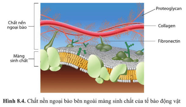 BÀI 8 - CẤU TRÚC TẾ BÀO NHÂN THỰC