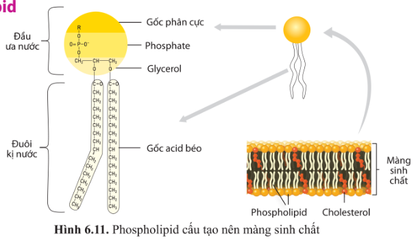 BÀI 6 - CÁC PHÂN TỬ SINH HỌCMỞ ĐẦUCâu 1: Các loại thực phẩm ở bốn tầng trong tháp dinh dưỡng (hình 6.1) cung cấp cho chúng ta những hợp chất nào?Đáp án chuẩn:Các loại thực phẩm ở bốn tầng trong tháp dinh dưỡng cung cấp cho chúng ta những loại hợp chất sau: - Tầng 1: tinh bột (carbohydrate) có trong cơm, ngô, khoai tây, bánh mì, ngũ cốc, các loại hạt, nui. - Tầng 2: vitamin và chất khoáng có trong các loại rau, quả. - Tầng 3: chất đạm (protein) có trong thịt, bơ, trứng, sữa, cá.- Tầng 4: chất béo (lipid).I. KHÁI QUÁT VỀ PHÂN TỬ SINH HỌCCâu 1: Cho biết các đơn phân cấu tạo nên các polysacharide, polypeptide, DNA, RNA.Đáp án chuẩn:- Polysaccharide: các đơn phân monosaccharide.- Polypeptide: các phân tử anmino acid.- DNA và RNA: các đơn phân là nucleotide.II. CARBONYDRATECâu 2: Trong tháp dinh dưỡng của người (hình 6.1), nhóm thực phẩm nào chiếm tỉ lệ cao nhất? Vì sao chúng chiếm tỉ lệ cao nhất?Đáp án chuẩn:Trong tháp dinh dưỡng của người, nhóm thực phẩm cung cấp tinh bột chiếm tỉ lệ cao nhất vì chúng là nguồn cung cấp năng lượng chủ yếu cho cơ thể.Luyện tập 1: Dựa vào hình 6.3:a) Cho biết các loại carbohydrate được phân loại dựa trên tiêu chí nào.b) Kế tên các loại carbohydrate, nêu số lượng gốc đường (đơn phân) và cho ví dụ về mỗi loại carbohydrate mà em biết.Đáp án chuẩn:a) Các loại carbohydrate được phân loại dựa trên số lượng đơn phân trong mạch carbon. b) Các loại carbohydrate bao gồm:- Monosaccharide: Ví dụ như glucose, fructose.- Disaccharide: Ví dụ như maltose, lactose.- Polysaccharide: Ví dụ như tinh bột, cellulose.1. MonosaccharideCâu 3: Vai trò của ribose, deoxyribose và glucose trong tế bào là gì?Đáp án chuẩn: Chức năngRiboseLà thành phần cấu tạo ARNTổng hợp proteinĐiều phối các phản ứng hóa học.Deoxyribose Là thành phần cấu tạo nên DNA, ATPCung cấp năng lượng cho tế bàoGlucose  Cung cấp năng lượng cho tế bàoCâu 4: Thực phẩm nào chứa nhiều đường đơn?Đáp án chuẩn:- Hoa quả, rau củ, sữa, bánh kẹo,...2. DisaccharideCâu hỏi 5. Dựa vào hình 6.5, cho biết:a) Thành phần cấu tạo của sucrose (saccharose).b) Sucrose được hình thành như thế nào.Đáp án chuẩn:a) Sucrose là một disaccharide, gồm 2 đơn phân: glucose và fructose, có công thức phân tử là C12H22O11.b) Sucrose hình thành khi loại bỏ phân tử nước và tạo liên kết glycoside giữa hai đơn phân glucose và fructose.3. PolysaccharideCâu 6: Quan sát hình 6.6 và nêu những đặc điểm giống nhau giữa tinh bột và glycogen, những đặc điểm khác nhau giữa tinh bột và cellulose về cấu tạo mạch carbon. Những đặc điểm này có liên quan gì đến chức năng dự trữ của tinh bột, glycogen và chức năng cấu trúc của cellulose?Đáp án chuẩn:* Điểm giống nhau giữa tinh bột và glycogen:  - Đều có cấu trúc đa phân với đơn phân là glucose.  - Mạch đều có sự phân nhánh (glycogen phân nhánh mạnh hơn).  - Cùng có chức năng dự trữ năng lượng.* Điểm khác nhau giữa tinh bột và cellulose về cấu tạo mạch carbon:  - Tinh bột có dạng cấu trúc xoắn hoặc ít phân nhánh, trong khi cellulose là mạch thẳng, không phân nhánh, liên kết thành bó sợi dài và chắc chắn.* Sự liên quan giữa cấu trúc và chức năng dự trữ của tinh bột, glycogen và chức năng cấu trúc của cellulose:  - Tinh bột được sử dụng làm năng lượng dự trữ dài hạn ở thực vật, với cấu trúc ít phân nhánh và khó tan trong nước, phù hợp với đời sống ít di chuyển.  - Glycogen được sử dụng làm năng lượng dự trữ ngắn hạn ở động vật và một số loài nấm, có cấu trúc phân nhánh nhiều và dễ phân hủy, phù hợp với hoạt động và di chuyển nhiều.  - Cellulose có cấu trúc mạch thẳng, không phân nhánh, tạo thành sợi dài và chắc chắn, phù hợp để là thành phần cấu tạo nên cấu trúc chính của tế bào thực vật.Vận dụng 1: Cơm không có vị ngọt nhưng khi chúng ta nhai kĩ thấy có vị ngọt là do tinh bột trong cơm đã được biến đổi thành chất gì?Đáp án chuẩn:- Tinh bột trong cơm đã được biến đổi thành đường mantose dưới tác dụng của enzyme amilaza trong nước bọt.III. PROTEIN1. Amino acidCâu 7: Cho biết đơn phân và liên kết giữa các đơn phân tạo nên phân tử protein.Đáp án chuẩn:- Các amino acid với liên kết peptide.Câu 8: Tại sao trên bao bì của một số loại thực phẩm có ghi cụ thể thành phần các amino acid không thay thế?Đáp án chuẩn:- Amino acid không thay thế là nhóm amino acid mà người và động vật không tự tổng hợp được mà cần phải cung cấp từ thức ăn để duy trì hoạt động sống.- Do đó, trên bao bì của một số loại thực phẩm thường ghi rõ thành phần các amino acid không thay thế, giúp người tiêu dùng lựa chọn thực phẩm phù hợp với nhu cầu dinh dưỡng của mình.Câu 9: Dựa vào hình 6.7, nêu các nguyên tố chính cấu tạo nên phân tử amino acid.Đáp án chuẩn:C, O, H.2. ProteinCâu 10: Vì sao chỉ có 20 loại amino acid nhưng tạo nên được rất nhiều loại protein?Đáp án chuẩn:Chỉ có 20 loại amino acid nhưng tạo nên được rất nhiều loại protein vì:- Protein có cấu trúc đa phân. Từ 20 loại amino acid với số lượng, thành phần, trình tự sắp xếp các amino acid có thể tạo nên vô số chuỗi polypeptide khác.- Các chuỗi polypeptide lại cuộn xoắn theo 4 bậc cấu trúc không gian khác nhau tạo nên vô số loại protein khác nhau.Câu 11: Dựa vào hình 6.1, kể tên những thực phẩm giàu protein.Đáp án chuẩn:- Trứng, ức gà, thịt bò, phô mai, sữa, bông cải xanh, hạnh nhân, yến mạch,...Vận dụng 2: Tại sao khẩu phần ăn cần đảm bảo đủ các loại amino acid và đủ lượng protein?Đáp án chuẩn:Khẩu phần ăn cần cung cấp đủ các loại amino acid và đủ lượng protein vì protein có vai trò rất quan trọng đối với cơ thể:- Tham gia vào hầu hết các hoạt động sống của tế bào.- Là chất xúc tác sinh học quan trọng cho nhiều phản ứng trong cơ thể, là thành phần cấu trúc của tế bào và cơ thể.- Tham gia vào quá trình vận chuyển chất qua màng, trong tế bào và cơ thể.- Điều hòa các quá trình trao đổi chất, truyền thông tin di truyền, sinh trưởng, phát triển, sinh sản và vận động của tế bào và cơ thể.- Là chất dự trữ năng lượng và các chất dinh dưỡng.- Bảo vệ cơ thể chống lại sự xâm nhập của virus, vi khuẩn và các bệnh tật.Tìm hiểu thêm: Tìm ví dụ protein tương ứng với mỗi vai trò của protein trong tế bào và cơ thể.Đáp án chuẩn:Ví dụ protein tương ứng với mỗi vai trò của protein trong tế bào:Vai tròVí dụLà thành phần cấu trúc nên tế bào, cơ thểCollagen tham gia cấu tạo nên các mô liên kếtKeratin cấu tạo nên tóc, lông, móng,…Đóng vai trò là chất xúc tác sinh học cho hầu hết các phản ứngEnzyme amylase có chức năng xúc tác cho sự phân giải tinh bột.Tham gia vận chuyển các chất qua màng, trong tế bào và cơ thểHemoglobin hồng cầu ở người tham gia vận chuyển các chất khí.Điều hòa các quá trình trao đổi chất, truyền thông tin di truyền, sinh trưởng, phát triển, sinh sảnHormone insulin tham gia điều hòa lượng đường trong máu.Hormone testosterone tham gia điều hòa quá trình phát triển, sinh sản ở nam giới.Vận động tế bào và cơ thểMyosin và actin tham gia sự vận động của tế bào cơ, tạo nên sự vận động của cơ thể.Bảo vệ cơ thể chống lại sự nhiễm virus, vi khuẩn và các bệnh tật; là chất dự trữCác kháng thể tham gia bảo vệ cơ thể.Câu 12: Phân biệt các bậc cấu trúc của phân tử hemoglobin. Bậc cấu trúc nào của phân tử protein đóng vai trò quyết định các bậc cấu trúc còn lại?Đáp án chuẩn:Các bậc cấu trúc phân tử hemoglobinĐặc điểmCấu trúc bậc 1Trình tự các amino acid trong chuỗi polypeptide được ổn định bằng liên kết peptide. Cấu trúc bậc 1 đặc trưng cho từng loại protein và là cơ sở để xác định quan hệ họ hàng của các sinh vật.Cấu trúc bậc 2Có dạng xoắn hoặc gấp nếp cục bộ trong không gian của chuỗi polypeptide nhờ các liên kết hydrogen giữa các nguyên tử H và O của các liên kết peptide.Cấu trúc bậc 3Cấu trúc bậc 3 của một polypeptide có dạng cuộn lại trong không gian nhờ vào liên kết disulfide (S-S) giữa hai gốc cysteine ở vị trí xa nhau trong chuỗi, cùng với các liên kết yếu như tương tác kị nước, liên kết hydrogen, và liên kết ion giữa các gốc R.Cấu trúc bậc 4Đối với những phân tử protein gồm hai hay nhiều chuỗi polypeptide có cấu trúc không gian ba chiều đặc trưng, các chuỗi này tương tác với nhau tạo thành cấu trúc bậc 4- Cấu trúc bậc một của phân tử protein quyết định các cấu trúc bậc cao hơn. Nó thể hiện trình tự của các amino acid trong chuỗi polypeptide và tạo nên tương tác giữa các phần trong chuỗi, xác định hình dạng và chức năng của protein.Câu 13: Khi thực hiện chức năng, protein có cấu trúc bậc mấy?Đáp án chuẩn:Khi thực hiện chức năng, protein có cấu trúc bậc 3 hoặc bậc 4Vận dụng 3: Bệnh thiếu máu do hồng cầu hình lưỡi liềm là hậu quả của đột biến thay thế amino acid glutamic acid ở vị trí số 6 thành valine trong một chuỗi polypeptide của hemoglobin, làm cho phân tử protein chuyển thành dạng chuỗi dài và thay đổi hình dạng hồng cầu. Bậc cấu trúc nào của hemoglobin bị biến đổi? Đáp án chuẩn:Bệnh thiếu máu do hồng cầu hình lưỡi liềm là kết quả của một đột biến thay đổi acid amin glutamate thành valin tại vị trí số 6 trong chuỗi polypeptide của hemoglobin. Điều này làm cho cấu trúc của hemoglobin thay đổi ở cả cấu trúc bậc 1 và các cấu trúc không gian khác do sự thay đổi trong thành phần amino acid của chuỗi polypeptide.IV. NUCLEIC ACIDCâu 14: Kể tên thành phần nguyên tố và cấu tạo đơn phân của phân tử nucleic acid.Đáp án chuẩn:- Gốc phosphate- Đường pentose: gồm hai loại deoxyribose và ribose.- Nitrogenous base: gồm hai nhóm purine (adenine - A, guanine - G) và pyrimidine (cytosine - C, thymine - T, uracil - U).….Câu 15: Thành phần nào của nucleotide tạo nên cấu trúc đặc trưng của DNA và RNA?Đáp án chuẩn:- Gốc phosphate và Đường pentoseCâu 16: Nêu vai trò của nucleic acid.Đáp án chuẩn:Nucleic acid có vai trò quy định, lưu giữ và truyền đạt thông tin di truyền.Câu 17: Thành phần cấu tạo nào giúp nhận biết đầu 5  và đầu 3' của chuỗi polynucleotide?Đáp án chuẩn:- Đầu 5′: kết thúc bởi nhóm phosphat- Đầu 3′: kết thúc bởi nhóm hydroxyl (OH). Luyện tập 2: Lập bảng phân biệt DNA và RNA về đường pentose, nitrogenous base, số chuỗi polynucleotide, chức năng.Đáp án chuẩn:Đặc điểmDNARNACấu tạo (Số chuỗi polynucleotide)Phân tử sợi kép gồm 2 chuỗi nucleotide có chiều ngược nhau, xoắn quanh một trục tưởng tượng. Gốc phosphate và đường xoắn bên ngoài là bộ khung, trong khi các gốc base xoắn vào bên trong và liên kết với nhau qua liên kết hydrogen theo nguyên tắc bổ sung.Là chuỗi xoắn đơn gồm những chuỗi nucleotide ngắn hơn.Thành phần của Bazơ và đườngDeoxyribose đường photphat xương sống: Adenin, cytosine, thymine, guanin.Ribose đường phosphat xương sống: Adenin, cytosine, bazơ uracil, guanin.Ghép nối cơ sởA-T, G-CA-U, G-CChức năng- Lưu trữ lâu dài các thông tin di truyền.- Truyền thông tin di truyền để tạo ra các tế bào và sinh vật mới.- Truyền mã di truyền từ nhân đến ribosome để tạo protein.- Truyền thông tin di truyền- Lưu trữ bản thiết kế di truyền tại các sinh vật nguyên thủy.Câu 18:  Vì sao trong phân tử DNA, số lượng adenine và thymine bằng nhau, số lượng guanine và cytosine bảng nhau?Đáp án chuẩn:Trong phân tử DNA, adenine và thymine có số lượng bằng nhau, guanine và cytosine cũng có số lượng bằng nhau, vì chúng liên kết với nhau bằng liên kết hydrogen theo nguyên tắc bổ sung: A-T, G-C.Vận dụng 4: Vì sao khi giám định quan hệ huyết thống hay truy tìm dấu vết tội phạm, người ta thường thu thập các mẫu có chứa tế bào như niêm mạc miệng, chân tóc,...?Đáp án chuẩn:Khi giám định quan hệ huyết thống hoặc truy tìm dấu vết tội phạm, người ta thường thu thập các mẫu tế bào như niêm mạc miệng, chân tóc, vì đây là nơi có thể lấy mẫu DNA - đặc trưng của từng cá nhân.Tìm hiểu thêm: Vì sao DNA rất đa dạng nhưng đặc trưng cho mỗi loài và mỗi cá thể?Đáp án chuẩn:DNA đa dạng và đặc trưng cho mỗi loài và cá thể vì được cấu tạo từ 4 loại đơn phân nucleotide là A, T, G, C. Số lượng, thành phần và trình tự sắp xếp của các nucleotide này đã tạo ra vô số phân tử DNA với tính đa dạng và đặc thù.Luyện tập 3: Xác định loại RNA nào trong ba loại mRNA, tRNA, rRNA tương ứng với mỗi mô tả sau:a) Chiếm khoảng 5 % tổng số RNA trong tế bào, đóng vai trò truyền thông tin di truyền từ DNA đến protein.b) Chiếm khoảng 10 - 20 %, làm nhiệm vụ vận chuyển amino acid tương ứng đến ribosome và liên kết với mRNA trong quá trình dịch mã.c) Chiếm khoảng 80 %, là thành phần cấu tạo của ribosome. Đáp án chuẩn:a) mRNA.b) tRNAc) rRNA.V. LIPIDCâu 19: Các lipid trong hình 6.10 được cấu tạo từ những nguyên tố chính nào?Đáp án chuẩn:C, H, OCâu 20: Đặc điểm cấu tạo nào của triglyceride thể hiện chức năng dự trữ năng lượng trong tế bào cao hơn polysaccharide?Đáp án chuẩn:Triglyceride sản sinh năng lượng gấp đôi so với carbohydrate. Tính chất hóa học của triglyceride, với tỉ lệ cao hơn của carbon và hydrogen và thấp hơn của oxygen so với carbohydrate, cũng như khả năng làm dung môi cho vitamin A, D, E, K, làm cho chúng cần thiết cho hấp thụ các vitamin này. Đồng thời, triglyceride có khả năng dự trữ năng lượng trong tế bào cao hơn polysaccharide.Vận dụng 5: Khi chế biến salad, việc trộn dầu thực vật vào rau sống có tác dụng gì đối với sự hấp thu chất dinh dưỡng? Giải thích.Đáp án chuẩn:Trộn dầu thực vật vào salad giúp cơ thể hấp thụ dinh dưỡng từ rau tốt hơn nhờ vào tính chất dung môi của triglyceride, giúp hòa tan và cải thiện sự hấp thụ các vitamin như A, D, E, K.Luyện tập 4: Dựa vào hình 6.11, cho biết các đặc điểm cấu tạo nào của phospholipid phù hợp với chức năng của màng sinh chất.Đáp án chuẩn:Phospholipid là loại chất béo phức tạp có cấu trúc từ một phân tử glycerol liên kết với hai acid béo ở một đầu và một nhóm phosphate ở đầu còn lại. Nhờ cấu trúc lưỡng cực này, phospholipid đóng vai trò quan trọng trong việc tạo thành cấu trúc màng của tế bào.BÀI 6 - CÁC PHÂN TỬ SINH HỌC