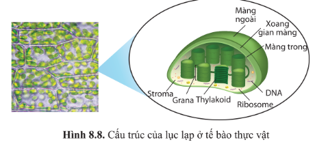 BÀI 8 - CẤU TRÚC TẾ BÀO NHÂN THỰC