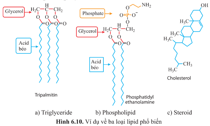 BÀI 6 - CÁC PHÂN TỬ SINH HỌCMỞ ĐẦUCâu 1: Các loại thực phẩm ở bốn tầng trong tháp dinh dưỡng (hình 6.1) cung cấp cho chúng ta những hợp chất nào?Đáp án chuẩn:Các loại thực phẩm ở bốn tầng trong tháp dinh dưỡng cung cấp cho chúng ta những loại hợp chất sau: - Tầng 1: tinh bột (carbohydrate) có trong cơm, ngô, khoai tây, bánh mì, ngũ cốc, các loại hạt, nui. - Tầng 2: vitamin và chất khoáng có trong các loại rau, quả. - Tầng 3: chất đạm (protein) có trong thịt, bơ, trứng, sữa, cá.- Tầng 4: chất béo (lipid).I. KHÁI QUÁT VỀ PHÂN TỬ SINH HỌCCâu 1: Cho biết các đơn phân cấu tạo nên các polysacharide, polypeptide, DNA, RNA.Đáp án chuẩn:- Polysaccharide: các đơn phân monosaccharide.- Polypeptide: các phân tử anmino acid.- DNA và RNA: các đơn phân là nucleotide.II. CARBONYDRATECâu 2: Trong tháp dinh dưỡng của người (hình 6.1), nhóm thực phẩm nào chiếm tỉ lệ cao nhất? Vì sao chúng chiếm tỉ lệ cao nhất?Đáp án chuẩn:Trong tháp dinh dưỡng của người, nhóm thực phẩm cung cấp tinh bột chiếm tỉ lệ cao nhất vì chúng là nguồn cung cấp năng lượng chủ yếu cho cơ thể.Luyện tập 1: Dựa vào hình 6.3:a) Cho biết các loại carbohydrate được phân loại dựa trên tiêu chí nào.b) Kế tên các loại carbohydrate, nêu số lượng gốc đường (đơn phân) và cho ví dụ về mỗi loại carbohydrate mà em biết.Đáp án chuẩn:a) Các loại carbohydrate được phân loại dựa trên số lượng đơn phân trong mạch carbon. b) Các loại carbohydrate bao gồm:- Monosaccharide: Ví dụ như glucose, fructose.- Disaccharide: Ví dụ như maltose, lactose.- Polysaccharide: Ví dụ như tinh bột, cellulose.1. MonosaccharideCâu 3: Vai trò của ribose, deoxyribose và glucose trong tế bào là gì?Đáp án chuẩn: Chức năngRiboseLà thành phần cấu tạo ARNTổng hợp proteinĐiều phối các phản ứng hóa học.Deoxyribose Là thành phần cấu tạo nên DNA, ATPCung cấp năng lượng cho tế bàoGlucose  Cung cấp năng lượng cho tế bàoCâu 4: Thực phẩm nào chứa nhiều đường đơn?Đáp án chuẩn:- Hoa quả, rau củ, sữa, bánh kẹo,...2. DisaccharideCâu hỏi 5. Dựa vào hình 6.5, cho biết:a) Thành phần cấu tạo của sucrose (saccharose).b) Sucrose được hình thành như thế nào.Đáp án chuẩn:a) Sucrose là một disaccharide, gồm 2 đơn phân: glucose và fructose, có công thức phân tử là C12H22O11.b) Sucrose hình thành khi loại bỏ phân tử nước và tạo liên kết glycoside giữa hai đơn phân glucose và fructose.3. PolysaccharideCâu 6: Quan sát hình 6.6 và nêu những đặc điểm giống nhau giữa tinh bột và glycogen, những đặc điểm khác nhau giữa tinh bột và cellulose về cấu tạo mạch carbon. Những đặc điểm này có liên quan gì đến chức năng dự trữ của tinh bột, glycogen và chức năng cấu trúc của cellulose?Đáp án chuẩn:* Điểm giống nhau giữa tinh bột và glycogen:  - Đều có cấu trúc đa phân với đơn phân là glucose.  - Mạch đều có sự phân nhánh (glycogen phân nhánh mạnh hơn).  - Cùng có chức năng dự trữ năng lượng.* Điểm khác nhau giữa tinh bột và cellulose về cấu tạo mạch carbon:  - Tinh bột có dạng cấu trúc xoắn hoặc ít phân nhánh, trong khi cellulose là mạch thẳng, không phân nhánh, liên kết thành bó sợi dài và chắc chắn.* Sự liên quan giữa cấu trúc và chức năng dự trữ của tinh bột, glycogen và chức năng cấu trúc của cellulose:  - Tinh bột được sử dụng làm năng lượng dự trữ dài hạn ở thực vật, với cấu trúc ít phân nhánh và khó tan trong nước, phù hợp với đời sống ít di chuyển.  - Glycogen được sử dụng làm năng lượng dự trữ ngắn hạn ở động vật và một số loài nấm, có cấu trúc phân nhánh nhiều và dễ phân hủy, phù hợp với hoạt động và di chuyển nhiều.  - Cellulose có cấu trúc mạch thẳng, không phân nhánh, tạo thành sợi dài và chắc chắn, phù hợp để là thành phần cấu tạo nên cấu trúc chính của tế bào thực vật.Vận dụng 1: Cơm không có vị ngọt nhưng khi chúng ta nhai kĩ thấy có vị ngọt là do tinh bột trong cơm đã được biến đổi thành chất gì?Đáp án chuẩn:- Tinh bột trong cơm đã được biến đổi thành đường mantose dưới tác dụng của enzyme amilaza trong nước bọt.III. PROTEIN1. Amino acidCâu 7: Cho biết đơn phân và liên kết giữa các đơn phân tạo nên phân tử protein.Đáp án chuẩn:- Các amino acid với liên kết peptide.Câu 8: Tại sao trên bao bì của một số loại thực phẩm có ghi cụ thể thành phần các amino acid không thay thế?Đáp án chuẩn:- Amino acid không thay thế là nhóm amino acid mà người và động vật không tự tổng hợp được mà cần phải cung cấp từ thức ăn để duy trì hoạt động sống.- Do đó, trên bao bì của một số loại thực phẩm thường ghi rõ thành phần các amino acid không thay thế, giúp người tiêu dùng lựa chọn thực phẩm phù hợp với nhu cầu dinh dưỡng của mình.Câu 9: Dựa vào hình 6.7, nêu các nguyên tố chính cấu tạo nên phân tử amino acid.Đáp án chuẩn:C, O, H.2. ProteinCâu 10: Vì sao chỉ có 20 loại amino acid nhưng tạo nên được rất nhiều loại protein?Đáp án chuẩn:Chỉ có 20 loại amino acid nhưng tạo nên được rất nhiều loại protein vì:- Protein có cấu trúc đa phân. Từ 20 loại amino acid với số lượng, thành phần, trình tự sắp xếp các amino acid có thể tạo nên vô số chuỗi polypeptide khác.- Các chuỗi polypeptide lại cuộn xoắn theo 4 bậc cấu trúc không gian khác nhau tạo nên vô số loại protein khác nhau.Câu 11: Dựa vào hình 6.1, kể tên những thực phẩm giàu protein.Đáp án chuẩn:- Trứng, ức gà, thịt bò, phô mai, sữa, bông cải xanh, hạnh nhân, yến mạch,...Vận dụng 2: Tại sao khẩu phần ăn cần đảm bảo đủ các loại amino acid và đủ lượng protein?Đáp án chuẩn:Khẩu phần ăn cần cung cấp đủ các loại amino acid và đủ lượng protein vì protein có vai trò rất quan trọng đối với cơ thể:- Tham gia vào hầu hết các hoạt động sống của tế bào.- Là chất xúc tác sinh học quan trọng cho nhiều phản ứng trong cơ thể, là thành phần cấu trúc của tế bào và cơ thể.- Tham gia vào quá trình vận chuyển chất qua màng, trong tế bào và cơ thể.- Điều hòa các quá trình trao đổi chất, truyền thông tin di truyền, sinh trưởng, phát triển, sinh sản và vận động của tế bào và cơ thể.- Là chất dự trữ năng lượng và các chất dinh dưỡng.- Bảo vệ cơ thể chống lại sự xâm nhập của virus, vi khuẩn và các bệnh tật.Tìm hiểu thêm: Tìm ví dụ protein tương ứng với mỗi vai trò của protein trong tế bào và cơ thể.Đáp án chuẩn:Ví dụ protein tương ứng với mỗi vai trò của protein trong tế bào:Vai tròVí dụLà thành phần cấu trúc nên tế bào, cơ thểCollagen tham gia cấu tạo nên các mô liên kếtKeratin cấu tạo nên tóc, lông, móng,…Đóng vai trò là chất xúc tác sinh học cho hầu hết các phản ứngEnzyme amylase có chức năng xúc tác cho sự phân giải tinh bột.Tham gia vận chuyển các chất qua màng, trong tế bào và cơ thểHemoglobin hồng cầu ở người tham gia vận chuyển các chất khí.Điều hòa các quá trình trao đổi chất, truyền thông tin di truyền, sinh trưởng, phát triển, sinh sảnHormone insulin tham gia điều hòa lượng đường trong máu.Hormone testosterone tham gia điều hòa quá trình phát triển, sinh sản ở nam giới.Vận động tế bào và cơ thểMyosin và actin tham gia sự vận động của tế bào cơ, tạo nên sự vận động của cơ thể.Bảo vệ cơ thể chống lại sự nhiễm virus, vi khuẩn và các bệnh tật; là chất dự trữCác kháng thể tham gia bảo vệ cơ thể.Câu 12: Phân biệt các bậc cấu trúc của phân tử hemoglobin. Bậc cấu trúc nào của phân tử protein đóng vai trò quyết định các bậc cấu trúc còn lại?Đáp án chuẩn:Các bậc cấu trúc phân tử hemoglobinĐặc điểmCấu trúc bậc 1Trình tự các amino acid trong chuỗi polypeptide được ổn định bằng liên kết peptide. Cấu trúc bậc 1 đặc trưng cho từng loại protein và là cơ sở để xác định quan hệ họ hàng của các sinh vật.Cấu trúc bậc 2Có dạng xoắn hoặc gấp nếp cục bộ trong không gian của chuỗi polypeptide nhờ các liên kết hydrogen giữa các nguyên tử H và O của các liên kết peptide.Cấu trúc bậc 3Cấu trúc bậc 3 của một polypeptide có dạng cuộn lại trong không gian nhờ vào liên kết disulfide (S-S) giữa hai gốc cysteine ở vị trí xa nhau trong chuỗi, cùng với các liên kết yếu như tương tác kị nước, liên kết hydrogen, và liên kết ion giữa các gốc R.Cấu trúc bậc 4Đối với những phân tử protein gồm hai hay nhiều chuỗi polypeptide có cấu trúc không gian ba chiều đặc trưng, các chuỗi này tương tác với nhau tạo thành cấu trúc bậc 4- Cấu trúc bậc một của phân tử protein quyết định các cấu trúc bậc cao hơn. Nó thể hiện trình tự của các amino acid trong chuỗi polypeptide và tạo nên tương tác giữa các phần trong chuỗi, xác định hình dạng và chức năng của protein.Câu 13: Khi thực hiện chức năng, protein có cấu trúc bậc mấy?Đáp án chuẩn:Khi thực hiện chức năng, protein có cấu trúc bậc 3 hoặc bậc 4Vận dụng 3: Bệnh thiếu máu do hồng cầu hình lưỡi liềm là hậu quả của đột biến thay thế amino acid glutamic acid ở vị trí số 6 thành valine trong một chuỗi polypeptide của hemoglobin, làm cho phân tử protein chuyển thành dạng chuỗi dài và thay đổi hình dạng hồng cầu. Bậc cấu trúc nào của hemoglobin bị biến đổi? Đáp án chuẩn:Bệnh thiếu máu do hồng cầu hình lưỡi liềm là kết quả của một đột biến thay đổi acid amin glutamate thành valin tại vị trí số 6 trong chuỗi polypeptide của hemoglobin. Điều này làm cho cấu trúc của hemoglobin thay đổi ở cả cấu trúc bậc 1 và các cấu trúc không gian khác do sự thay đổi trong thành phần amino acid của chuỗi polypeptide.IV. NUCLEIC ACIDCâu 14: Kể tên thành phần nguyên tố và cấu tạo đơn phân của phân tử nucleic acid.Đáp án chuẩn:- Gốc phosphate- Đường pentose: gồm hai loại deoxyribose và ribose.- Nitrogenous base: gồm hai nhóm purine (adenine - A, guanine - G) và pyrimidine (cytosine - C, thymine - T, uracil - U).….Câu 15: Thành phần nào của nucleotide tạo nên cấu trúc đặc trưng của DNA và RNA?Đáp án chuẩn:- Gốc phosphate và Đường pentoseCâu 16: Nêu vai trò của nucleic acid.Đáp án chuẩn:Nucleic acid có vai trò quy định, lưu giữ và truyền đạt thông tin di truyền.Câu 17: Thành phần cấu tạo nào giúp nhận biết đầu 5  và đầu 3' của chuỗi polynucleotide?Đáp án chuẩn:- Đầu 5′: kết thúc bởi nhóm phosphat- Đầu 3′: kết thúc bởi nhóm hydroxyl (OH). Luyện tập 2: Lập bảng phân biệt DNA và RNA về đường pentose, nitrogenous base, số chuỗi polynucleotide, chức năng.Đáp án chuẩn:Đặc điểmDNARNACấu tạo (Số chuỗi polynucleotide)Phân tử sợi kép gồm 2 chuỗi nucleotide có chiều ngược nhau, xoắn quanh một trục tưởng tượng. Gốc phosphate và đường xoắn bên ngoài là bộ khung, trong khi các gốc base xoắn vào bên trong và liên kết với nhau qua liên kết hydrogen theo nguyên tắc bổ sung.Là chuỗi xoắn đơn gồm những chuỗi nucleotide ngắn hơn.Thành phần của Bazơ và đườngDeoxyribose đường photphat xương sống: Adenin, cytosine, thymine, guanin.Ribose đường phosphat xương sống: Adenin, cytosine, bazơ uracil, guanin.Ghép nối cơ sởA-T, G-CA-U, G-CChức năng- Lưu trữ lâu dài các thông tin di truyền.- Truyền thông tin di truyền để tạo ra các tế bào và sinh vật mới.- Truyền mã di truyền từ nhân đến ribosome để tạo protein.- Truyền thông tin di truyền- Lưu trữ bản thiết kế di truyền tại các sinh vật nguyên thủy.Câu 18:  Vì sao trong phân tử DNA, số lượng adenine và thymine bằng nhau, số lượng guanine và cytosine bảng nhau?Đáp án chuẩn:Trong phân tử DNA, adenine và thymine có số lượng bằng nhau, guanine và cytosine cũng có số lượng bằng nhau, vì chúng liên kết với nhau bằng liên kết hydrogen theo nguyên tắc bổ sung: A-T, G-C.Vận dụng 4: Vì sao khi giám định quan hệ huyết thống hay truy tìm dấu vết tội phạm, người ta thường thu thập các mẫu có chứa tế bào như niêm mạc miệng, chân tóc,...?Đáp án chuẩn:Khi giám định quan hệ huyết thống hoặc truy tìm dấu vết tội phạm, người ta thường thu thập các mẫu tế bào như niêm mạc miệng, chân tóc, vì đây là nơi có thể lấy mẫu DNA - đặc trưng của từng cá nhân.Tìm hiểu thêm: Vì sao DNA rất đa dạng nhưng đặc trưng cho mỗi loài và mỗi cá thể?Đáp án chuẩn:DNA đa dạng và đặc trưng cho mỗi loài và cá thể vì được cấu tạo từ 4 loại đơn phân nucleotide là A, T, G, C. Số lượng, thành phần và trình tự sắp xếp của các nucleotide này đã tạo ra vô số phân tử DNA với tính đa dạng và đặc thù.Luyện tập 3: Xác định loại RNA nào trong ba loại mRNA, tRNA, rRNA tương ứng với mỗi mô tả sau:a) Chiếm khoảng 5 % tổng số RNA trong tế bào, đóng vai trò truyền thông tin di truyền từ DNA đến protein.b) Chiếm khoảng 10 - 20 %, làm nhiệm vụ vận chuyển amino acid tương ứng đến ribosome và liên kết với mRNA trong quá trình dịch mã.c) Chiếm khoảng 80 %, là thành phần cấu tạo của ribosome. Đáp án chuẩn:a) mRNA.b) tRNAc) rRNA.V. LIPIDCâu 19: Các lipid trong hình 6.10 được cấu tạo từ những nguyên tố chính nào?Đáp án chuẩn:C, H, OCâu 20: Đặc điểm cấu tạo nào của triglyceride thể hiện chức năng dự trữ năng lượng trong tế bào cao hơn polysaccharide?Đáp án chuẩn:Triglyceride sản sinh năng lượng gấp đôi so với carbohydrate. Tính chất hóa học của triglyceride, với tỉ lệ cao hơn của carbon và hydrogen và thấp hơn của oxygen so với carbohydrate, cũng như khả năng làm dung môi cho vitamin A, D, E, K, làm cho chúng cần thiết cho hấp thụ các vitamin này. Đồng thời, triglyceride có khả năng dự trữ năng lượng trong tế bào cao hơn polysaccharide.Vận dụng 5: Khi chế biến salad, việc trộn dầu thực vật vào rau sống có tác dụng gì đối với sự hấp thu chất dinh dưỡng? Giải thích.Đáp án chuẩn:Trộn dầu thực vật vào salad giúp cơ thể hấp thụ dinh dưỡng từ rau tốt hơn nhờ vào tính chất dung môi của triglyceride, giúp hòa tan và cải thiện sự hấp thụ các vitamin như A, D, E, K.Luyện tập 4: Dựa vào hình 6.11, cho biết các đặc điểm cấu tạo nào của phospholipid phù hợp với chức năng của màng sinh chất.Đáp án chuẩn:Phospholipid là loại chất béo phức tạp có cấu trúc từ một phân tử glycerol liên kết với hai acid béo ở một đầu và một nhóm phosphate ở đầu còn lại. Nhờ cấu trúc lưỡng cực này, phospholipid đóng vai trò quan trọng trong việc tạo thành cấu trúc màng của tế bào.BÀI 6 - CÁC PHÂN TỬ SINH HỌC