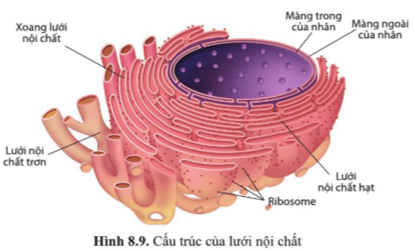 BÀI 8 - CẤU TRÚC TẾ BÀO NHÂN THỰC