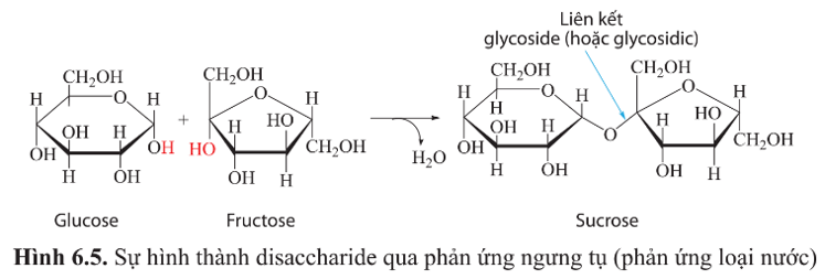 BÀI 6 - CÁC PHÂN TỬ SINH HỌCMỞ ĐẦUCâu 1: Các loại thực phẩm ở bốn tầng trong tháp dinh dưỡng (hình 6.1) cung cấp cho chúng ta những hợp chất nào?Đáp án chuẩn:Các loại thực phẩm ở bốn tầng trong tháp dinh dưỡng cung cấp cho chúng ta những loại hợp chất sau: - Tầng 1: tinh bột (carbohydrate) có trong cơm, ngô, khoai tây, bánh mì, ngũ cốc, các loại hạt, nui. - Tầng 2: vitamin và chất khoáng có trong các loại rau, quả. - Tầng 3: chất đạm (protein) có trong thịt, bơ, trứng, sữa, cá.- Tầng 4: chất béo (lipid).I. KHÁI QUÁT VỀ PHÂN TỬ SINH HỌCCâu 1: Cho biết các đơn phân cấu tạo nên các polysacharide, polypeptide, DNA, RNA.Đáp án chuẩn:- Polysaccharide: các đơn phân monosaccharide.- Polypeptide: các phân tử anmino acid.- DNA và RNA: các đơn phân là nucleotide.II. CARBONYDRATECâu 2: Trong tháp dinh dưỡng của người (hình 6.1), nhóm thực phẩm nào chiếm tỉ lệ cao nhất? Vì sao chúng chiếm tỉ lệ cao nhất?Đáp án chuẩn:Trong tháp dinh dưỡng của người, nhóm thực phẩm cung cấp tinh bột chiếm tỉ lệ cao nhất vì chúng là nguồn cung cấp năng lượng chủ yếu cho cơ thể.Luyện tập 1: Dựa vào hình 6.3:a) Cho biết các loại carbohydrate được phân loại dựa trên tiêu chí nào.b) Kế tên các loại carbohydrate, nêu số lượng gốc đường (đơn phân) và cho ví dụ về mỗi loại carbohydrate mà em biết.Đáp án chuẩn:a) Các loại carbohydrate được phân loại dựa trên số lượng đơn phân trong mạch carbon. b) Các loại carbohydrate bao gồm:- Monosaccharide: Ví dụ như glucose, fructose.- Disaccharide: Ví dụ như maltose, lactose.- Polysaccharide: Ví dụ như tinh bột, cellulose.1. MonosaccharideCâu 3: Vai trò của ribose, deoxyribose và glucose trong tế bào là gì?Đáp án chuẩn: Chức năngRiboseLà thành phần cấu tạo ARNTổng hợp proteinĐiều phối các phản ứng hóa học.Deoxyribose Là thành phần cấu tạo nên DNA, ATPCung cấp năng lượng cho tế bàoGlucose  Cung cấp năng lượng cho tế bàoCâu 4: Thực phẩm nào chứa nhiều đường đơn?Đáp án chuẩn:- Hoa quả, rau củ, sữa, bánh kẹo,...2. DisaccharideCâu hỏi 5. Dựa vào hình 6.5, cho biết:a) Thành phần cấu tạo của sucrose (saccharose).b) Sucrose được hình thành như thế nào.Đáp án chuẩn:a) Sucrose là một disaccharide, gồm 2 đơn phân: glucose và fructose, có công thức phân tử là C12H22O11.b) Sucrose hình thành khi loại bỏ phân tử nước và tạo liên kết glycoside giữa hai đơn phân glucose và fructose.3. PolysaccharideCâu 6: Quan sát hình 6.6 và nêu những đặc điểm giống nhau giữa tinh bột và glycogen, những đặc điểm khác nhau giữa tinh bột và cellulose về cấu tạo mạch carbon. Những đặc điểm này có liên quan gì đến chức năng dự trữ của tinh bột, glycogen và chức năng cấu trúc của cellulose?Đáp án chuẩn:* Điểm giống nhau giữa tinh bột và glycogen:  - Đều có cấu trúc đa phân với đơn phân là glucose.  - Mạch đều có sự phân nhánh (glycogen phân nhánh mạnh hơn).  - Cùng có chức năng dự trữ năng lượng.* Điểm khác nhau giữa tinh bột và cellulose về cấu tạo mạch carbon:  - Tinh bột có dạng cấu trúc xoắn hoặc ít phân nhánh, trong khi cellulose là mạch thẳng, không phân nhánh, liên kết thành bó sợi dài và chắc chắn.* Sự liên quan giữa cấu trúc và chức năng dự trữ của tinh bột, glycogen và chức năng cấu trúc của cellulose:  - Tinh bột được sử dụng làm năng lượng dự trữ dài hạn ở thực vật, với cấu trúc ít phân nhánh và khó tan trong nước, phù hợp với đời sống ít di chuyển.  - Glycogen được sử dụng làm năng lượng dự trữ ngắn hạn ở động vật và một số loài nấm, có cấu trúc phân nhánh nhiều và dễ phân hủy, phù hợp với hoạt động và di chuyển nhiều.  - Cellulose có cấu trúc mạch thẳng, không phân nhánh, tạo thành sợi dài và chắc chắn, phù hợp để là thành phần cấu tạo nên cấu trúc chính của tế bào thực vật.Vận dụng 1: Cơm không có vị ngọt nhưng khi chúng ta nhai kĩ thấy có vị ngọt là do tinh bột trong cơm đã được biến đổi thành chất gì?Đáp án chuẩn:- Tinh bột trong cơm đã được biến đổi thành đường mantose dưới tác dụng của enzyme amilaza trong nước bọt.III. PROTEIN1. Amino acidCâu 7: Cho biết đơn phân và liên kết giữa các đơn phân tạo nên phân tử protein.Đáp án chuẩn:- Các amino acid với liên kết peptide.Câu 8: Tại sao trên bao bì của một số loại thực phẩm có ghi cụ thể thành phần các amino acid không thay thế?Đáp án chuẩn:- Amino acid không thay thế là nhóm amino acid mà người và động vật không tự tổng hợp được mà cần phải cung cấp từ thức ăn để duy trì hoạt động sống.- Do đó, trên bao bì của một số loại thực phẩm thường ghi rõ thành phần các amino acid không thay thế, giúp người tiêu dùng lựa chọn thực phẩm phù hợp với nhu cầu dinh dưỡng của mình.Câu 9: Dựa vào hình 6.7, nêu các nguyên tố chính cấu tạo nên phân tử amino acid.Đáp án chuẩn:C, O, H.2. ProteinCâu 10: Vì sao chỉ có 20 loại amino acid nhưng tạo nên được rất nhiều loại protein?Đáp án chuẩn:Chỉ có 20 loại amino acid nhưng tạo nên được rất nhiều loại protein vì:- Protein có cấu trúc đa phân. Từ 20 loại amino acid với số lượng, thành phần, trình tự sắp xếp các amino acid có thể tạo nên vô số chuỗi polypeptide khác.- Các chuỗi polypeptide lại cuộn xoắn theo 4 bậc cấu trúc không gian khác nhau tạo nên vô số loại protein khác nhau.Câu 11: Dựa vào hình 6.1, kể tên những thực phẩm giàu protein.Đáp án chuẩn:- Trứng, ức gà, thịt bò, phô mai, sữa, bông cải xanh, hạnh nhân, yến mạch,...Vận dụng 2: Tại sao khẩu phần ăn cần đảm bảo đủ các loại amino acid và đủ lượng protein?Đáp án chuẩn:Khẩu phần ăn cần cung cấp đủ các loại amino acid và đủ lượng protein vì protein có vai trò rất quan trọng đối với cơ thể:- Tham gia vào hầu hết các hoạt động sống của tế bào.- Là chất xúc tác sinh học quan trọng cho nhiều phản ứng trong cơ thể, là thành phần cấu trúc của tế bào và cơ thể.- Tham gia vào quá trình vận chuyển chất qua màng, trong tế bào và cơ thể.- Điều hòa các quá trình trao đổi chất, truyền thông tin di truyền, sinh trưởng, phát triển, sinh sản và vận động của tế bào và cơ thể.- Là chất dự trữ năng lượng và các chất dinh dưỡng.- Bảo vệ cơ thể chống lại sự xâm nhập của virus, vi khuẩn và các bệnh tật.Tìm hiểu thêm: Tìm ví dụ protein tương ứng với mỗi vai trò của protein trong tế bào và cơ thể.Đáp án chuẩn:Ví dụ protein tương ứng với mỗi vai trò của protein trong tế bào:Vai tròVí dụLà thành phần cấu trúc nên tế bào, cơ thểCollagen tham gia cấu tạo nên các mô liên kếtKeratin cấu tạo nên tóc, lông, móng,…Đóng vai trò là chất xúc tác sinh học cho hầu hết các phản ứngEnzyme amylase có chức năng xúc tác cho sự phân giải tinh bột.Tham gia vận chuyển các chất qua màng, trong tế bào và cơ thểHemoglobin hồng cầu ở người tham gia vận chuyển các chất khí.Điều hòa các quá trình trao đổi chất, truyền thông tin di truyền, sinh trưởng, phát triển, sinh sảnHormone insulin tham gia điều hòa lượng đường trong máu.Hormone testosterone tham gia điều hòa quá trình phát triển, sinh sản ở nam giới.Vận động tế bào và cơ thểMyosin và actin tham gia sự vận động của tế bào cơ, tạo nên sự vận động của cơ thể.Bảo vệ cơ thể chống lại sự nhiễm virus, vi khuẩn và các bệnh tật; là chất dự trữCác kháng thể tham gia bảo vệ cơ thể.Câu 12: Phân biệt các bậc cấu trúc của phân tử hemoglobin. Bậc cấu trúc nào của phân tử protein đóng vai trò quyết định các bậc cấu trúc còn lại?Đáp án chuẩn:Các bậc cấu trúc phân tử hemoglobinĐặc điểmCấu trúc bậc 1Trình tự các amino acid trong chuỗi polypeptide được ổn định bằng liên kết peptide. Cấu trúc bậc 1 đặc trưng cho từng loại protein và là cơ sở để xác định quan hệ họ hàng của các sinh vật.Cấu trúc bậc 2Có dạng xoắn hoặc gấp nếp cục bộ trong không gian của chuỗi polypeptide nhờ các liên kết hydrogen giữa các nguyên tử H và O của các liên kết peptide.Cấu trúc bậc 3Cấu trúc bậc 3 của một polypeptide có dạng cuộn lại trong không gian nhờ vào liên kết disulfide (S-S) giữa hai gốc cysteine ở vị trí xa nhau trong chuỗi, cùng với các liên kết yếu như tương tác kị nước, liên kết hydrogen, và liên kết ion giữa các gốc R.Cấu trúc bậc 4Đối với những phân tử protein gồm hai hay nhiều chuỗi polypeptide có cấu trúc không gian ba chiều đặc trưng, các chuỗi này tương tác với nhau tạo thành cấu trúc bậc 4- Cấu trúc bậc một của phân tử protein quyết định các cấu trúc bậc cao hơn. Nó thể hiện trình tự của các amino acid trong chuỗi polypeptide và tạo nên tương tác giữa các phần trong chuỗi, xác định hình dạng và chức năng của protein.Câu 13: Khi thực hiện chức năng, protein có cấu trúc bậc mấy?Đáp án chuẩn:Khi thực hiện chức năng, protein có cấu trúc bậc 3 hoặc bậc 4Vận dụng 3: Bệnh thiếu máu do hồng cầu hình lưỡi liềm là hậu quả của đột biến thay thế amino acid glutamic acid ở vị trí số 6 thành valine trong một chuỗi polypeptide của hemoglobin, làm cho phân tử protein chuyển thành dạng chuỗi dài và thay đổi hình dạng hồng cầu. Bậc cấu trúc nào của hemoglobin bị biến đổi? Đáp án chuẩn:Bệnh thiếu máu do hồng cầu hình lưỡi liềm là kết quả của một đột biến thay đổi acid amin glutamate thành valin tại vị trí số 6 trong chuỗi polypeptide của hemoglobin. Điều này làm cho cấu trúc của hemoglobin thay đổi ở cả cấu trúc bậc 1 và các cấu trúc không gian khác do sự thay đổi trong thành phần amino acid của chuỗi polypeptide.IV. NUCLEIC ACIDCâu 14: Kể tên thành phần nguyên tố và cấu tạo đơn phân của phân tử nucleic acid.Đáp án chuẩn:- Gốc phosphate- Đường pentose: gồm hai loại deoxyribose và ribose.- Nitrogenous base: gồm hai nhóm purine (adenine - A, guanine - G) và pyrimidine (cytosine - C, thymine - T, uracil - U).….Câu 15: Thành phần nào của nucleotide tạo nên cấu trúc đặc trưng của DNA và RNA?Đáp án chuẩn:- Gốc phosphate và Đường pentoseCâu 16: Nêu vai trò của nucleic acid.Đáp án chuẩn:Nucleic acid có vai trò quy định, lưu giữ và truyền đạt thông tin di truyền.Câu 17: Thành phần cấu tạo nào giúp nhận biết đầu 5  và đầu 3' của chuỗi polynucleotide?Đáp án chuẩn:- Đầu 5′: kết thúc bởi nhóm phosphat- Đầu 3′: kết thúc bởi nhóm hydroxyl (OH). Luyện tập 2: Lập bảng phân biệt DNA và RNA về đường pentose, nitrogenous base, số chuỗi polynucleotide, chức năng.Đáp án chuẩn:Đặc điểmDNARNACấu tạo (Số chuỗi polynucleotide)Phân tử sợi kép gồm 2 chuỗi nucleotide có chiều ngược nhau, xoắn quanh một trục tưởng tượng. Gốc phosphate và đường xoắn bên ngoài là bộ khung, trong khi các gốc base xoắn vào bên trong và liên kết với nhau qua liên kết hydrogen theo nguyên tắc bổ sung.Là chuỗi xoắn đơn gồm những chuỗi nucleotide ngắn hơn.Thành phần của Bazơ và đườngDeoxyribose đường photphat xương sống: Adenin, cytosine, thymine, guanin.Ribose đường phosphat xương sống: Adenin, cytosine, bazơ uracil, guanin.Ghép nối cơ sởA-T, G-CA-U, G-CChức năng- Lưu trữ lâu dài các thông tin di truyền.- Truyền thông tin di truyền để tạo ra các tế bào và sinh vật mới.- Truyền mã di truyền từ nhân đến ribosome để tạo protein.- Truyền thông tin di truyền- Lưu trữ bản thiết kế di truyền tại các sinh vật nguyên thủy.Câu 18:  Vì sao trong phân tử DNA, số lượng adenine và thymine bằng nhau, số lượng guanine và cytosine bảng nhau?Đáp án chuẩn:Trong phân tử DNA, adenine và thymine có số lượng bằng nhau, guanine và cytosine cũng có số lượng bằng nhau, vì chúng liên kết với nhau bằng liên kết hydrogen theo nguyên tắc bổ sung: A-T, G-C.Vận dụng 4: Vì sao khi giám định quan hệ huyết thống hay truy tìm dấu vết tội phạm, người ta thường thu thập các mẫu có chứa tế bào như niêm mạc miệng, chân tóc,...?Đáp án chuẩn:Khi giám định quan hệ huyết thống hoặc truy tìm dấu vết tội phạm, người ta thường thu thập các mẫu tế bào như niêm mạc miệng, chân tóc, vì đây là nơi có thể lấy mẫu DNA - đặc trưng của từng cá nhân.Tìm hiểu thêm: Vì sao DNA rất đa dạng nhưng đặc trưng cho mỗi loài và mỗi cá thể?Đáp án chuẩn:DNA đa dạng và đặc trưng cho mỗi loài và cá thể vì được cấu tạo từ 4 loại đơn phân nucleotide là A, T, G, C. Số lượng, thành phần và trình tự sắp xếp của các nucleotide này đã tạo ra vô số phân tử DNA với tính đa dạng và đặc thù.Luyện tập 3: Xác định loại RNA nào trong ba loại mRNA, tRNA, rRNA tương ứng với mỗi mô tả sau:a) Chiếm khoảng 5 % tổng số RNA trong tế bào, đóng vai trò truyền thông tin di truyền từ DNA đến protein.b) Chiếm khoảng 10 - 20 %, làm nhiệm vụ vận chuyển amino acid tương ứng đến ribosome và liên kết với mRNA trong quá trình dịch mã.c) Chiếm khoảng 80 %, là thành phần cấu tạo của ribosome. Đáp án chuẩn:a) mRNA.b) tRNAc) rRNA.V. LIPIDCâu 19: Các lipid trong hình 6.10 được cấu tạo từ những nguyên tố chính nào?Đáp án chuẩn:C, H, OCâu 20: Đặc điểm cấu tạo nào của triglyceride thể hiện chức năng dự trữ năng lượng trong tế bào cao hơn polysaccharide?Đáp án chuẩn:Triglyceride sản sinh năng lượng gấp đôi so với carbohydrate. Tính chất hóa học của triglyceride, với tỉ lệ cao hơn của carbon và hydrogen và thấp hơn của oxygen so với carbohydrate, cũng như khả năng làm dung môi cho vitamin A, D, E, K, làm cho chúng cần thiết cho hấp thụ các vitamin này. Đồng thời, triglyceride có khả năng dự trữ năng lượng trong tế bào cao hơn polysaccharide.Vận dụng 5: Khi chế biến salad, việc trộn dầu thực vật vào rau sống có tác dụng gì đối với sự hấp thu chất dinh dưỡng? Giải thích.Đáp án chuẩn:Trộn dầu thực vật vào salad giúp cơ thể hấp thụ dinh dưỡng từ rau tốt hơn nhờ vào tính chất dung môi của triglyceride, giúp hòa tan và cải thiện sự hấp thụ các vitamin như A, D, E, K.Luyện tập 4: Dựa vào hình 6.11, cho biết các đặc điểm cấu tạo nào của phospholipid phù hợp với chức năng của màng sinh chất.Đáp án chuẩn:Phospholipid là loại chất béo phức tạp có cấu trúc từ một phân tử glycerol liên kết với hai acid béo ở một đầu và một nhóm phosphate ở đầu còn lại. Nhờ cấu trúc lưỡng cực này, phospholipid đóng vai trò quan trọng trong việc tạo thành cấu trúc màng của tế bào.BÀI 6 - CÁC PHÂN TỬ SINH HỌC