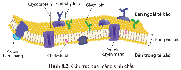 BÀI 8 - CẤU TRÚC TẾ BÀO NHÂN THỰC