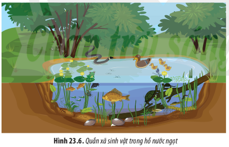 BÀI 23. QUẦN XÃ SINH VẬT