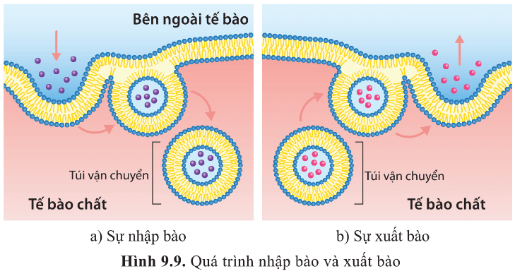 BÀI 9 - TRAO ĐỔI CHẤT QUA MÀNG SINH CHẤT