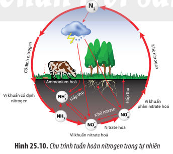 BÀI 25. HỆ SINH THÁI