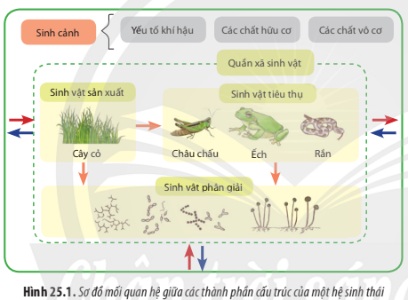 BÀI 25. HỆ SINH THÁI