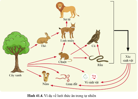 BÀI 41 - HỆ SINH THÁI