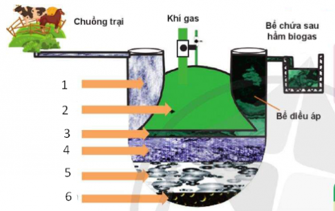 BÀI 23: MỘT SỐ BIỆN PHÁP XỬ LÍ CHẤT THẢI CHĂN NUÔI(3 TIẾT)KHỞI ĐỘNG- GV yêu cầu HS thảo luận theo cặp, quan sát hình ảnh 23.1và trả lời câu hỏi: Hãy cho biết vai trò của chế phẩm sinh học được thể hiện trong Hình 23.1.NỘI DUNG BÀI HỌC GỒMTìm hiểu về một số biện pháp phổ biến trong xử lí chất thải chăn nuôiTìm hiểu về ứng dụng công nghệ sinh học trong bảo vệ môi trường chăn nuôiThực hành tìm hiểu các biện pháp xử lí chất thải chăn nuôiLuyện tậpVận dụngHOẠT ĐỘNG HÌNH THÀNH KIẾN THỨCHoạt động 1: Tìm hiểu về một số biện pháp phổ biến trong xử lí chất thải chăn nuôiLợi ích của việc sử dụng công nghệ biogas ?Nội dung gợi ý:- Sử dụng công nghệ biogas là lợi dụng vi khuẩn kị khí trong bể biogas để phân hủy chất hữu cơ.- Các vi khuẩn kị khí sẽ phân hủy chất hữu cơ trong chất thải thành:+ Hỗn hợp khí sinh học (chủ yếu là CH4 chiếm khoảng 60 – 70% và các khí CO2, N2, H2, CO,...).+ Phần lắng cặn (gồm mùn, các chất dinh dưỡng dễ hòa tan, một số nguyên tố khoáng như Cu, Zn, Fe, Mn,...).+ Nước thải.Hoạt động 2: Tìm hiểu về ứng dụng công nghệ sinh học trong bảo vệ môi trường chăn nuôiTại sao việc sử dụng công nghệ lên men lại giúp giảm ô nhiễm môi trường trong chăn nuôi?Nội dung gợi ý:- Chất thải trong chăn nuôi được xử lí hiệu quả bằng công nghệ lên men hiếu khí (ủ phân bằng phương pháp ủ nóng) và công nghệ lên men kị khí (sử dụng hầm biogas).=> Giúp phân giải hiệu quả chất hữu cơ trong chất thải đồng thời tạo ra sản phẩm hữu ích là phân hữu cơ sinh học làm phân bón và khí gas làm nhiên liệu.Hoạt động 3. Thực hành tìm hiểu các biện pháp xử lí chất thải chăn nuôiHOẠT ĐỘNG LUYỆN TẬP, THỰC HÀNHCâu 1: Đây là cấu tạo của bể biogas:Số (1) là gì?A. Chất lơ lửngB. Phần sinh khíC. Phần vángD. Bể điều ápCâu 2: Đây là quy trình ủ phân hữu cơ bằng chế phẩm sinh học:Hãy điền vào ô số (3).A. Đảo trộn lần 2B. Phủ bạt che mưa, nắngC. Bổ sung men lacticD. Cả A và B.Câu 3: Sử dụng công nghệ biogas là:A. Lợi dụng vi khuẩn kị khí trong bể biogas để phân huỷ chất hữu cơ.B. Lợi dụng vi khuẩn kị khí trong bể biogas để biến đổi các chất hữu cơ thành vô cơ.C. Tận dụng vi khuẩn kị khí trong bể biogas để loại bỏ toàn bộ vi khuẩn và kí sinh trùng.D. Tất cả các đáp án trên.Câu 4: Đây là quy trình ủ phân hữu cơ vi sinh:Hãy điền vào ô số (1).A. Phân vô cơ thôB. Phân hữu cơ thôC. Phân vô cơ hoáD. Phân hữu cơ hoáCâu 5: Câu nào sau đây không đúng về lợi ích của công nghệ biogas?A. Hệ thống biogas tạo ra một dạng khí giống khí gas tự nhiên, có thể dùng làm xăng xe.B. Phần lắng cặn được sử dụng làm phân bón.C. Nước thải sau xử lí có thể sử dụng cho ao nuôi cá hoặc tưới cây.D. Sử dụng công nghệ biogas giúp bảo vệ môi trường hiệu quả.Nội dung gợi ý:Câu 1: DCâu 2: BCâu 3: ACâu 4: BCâu 5: DHOẠT ĐỘNG VẬN DỤNG