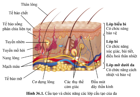 BÀI 36 - DA VÀ ĐIỀU HÒA THÂN NHIỆT Ở NGƯỜI