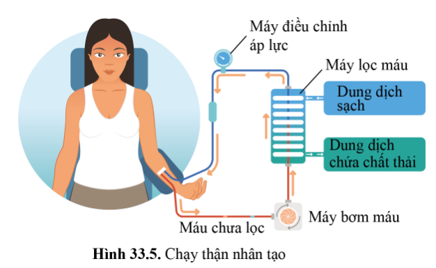 BÀI 33 - MÔI TRƯỜNG TRONG CƠ THỂ VÀ HỆ BÀI TIẾT Ở NGƯỜI