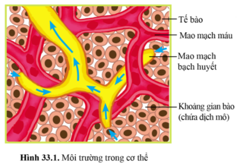 BÀI 33 - MÔI TRƯỜNG TRONG CƠ THỂ VÀ HỆ BÀI TIẾT Ở NGƯỜI