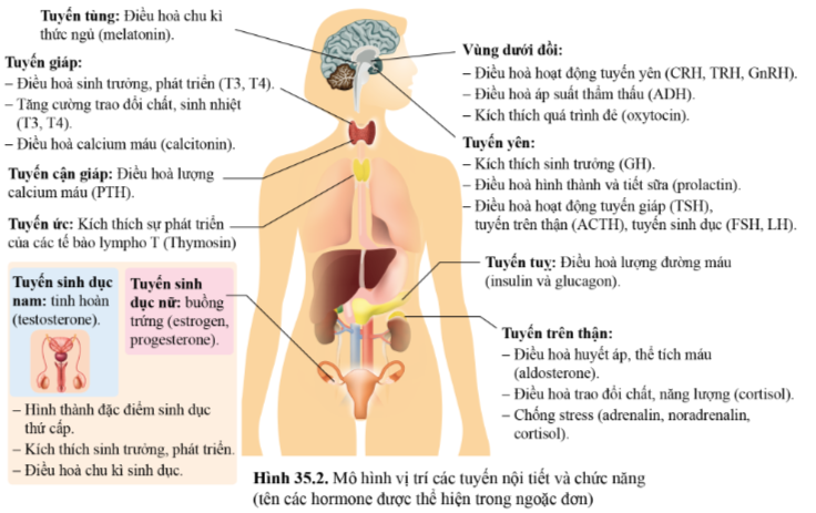 BÀI 35 - HỆ NỘI TIẾT Ở NGƯỜI