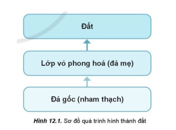 BÀI 12. ĐẤT VÀ SINH QUYỂNĐất và lớp vỏ phong hóaCâu 1:  Đọc thông tin và quan sát hình 12.1, hãy trình bày khái niệm về đất. Phân biệt đất và lớp vỏ phong hóa.Đáp án chuẩn:Lớp vật chất tơi xốp nằm trên cùng của bề mặt lục địa, gồm có các thành phần vô cơ, hữu cơ, nước, không khí và được đặc trưng bởi độ phì. Phân loại:Lớp đất: là lớp vật chất tơi xốp nằm trên cùng của bề mặt lục địa.Lớp vỏ phong hoá là sản phẩm phong hoá của đá gốc, nằm phía dưới lớp đất và phía trên cùng của tầng đá góc.Các nhân tố hình thành đấtCâu 2: Đọc thông tin và quan sát hình 12.2, hãy trình bày vai trò của các nhân tố trong việc hình thành đất.Đáp án chuẩn:1. Đá mẹ: Là nguồn cung cấp chất vô cơ cho đất 2. Khí hậu: Trực tiếp là nhiệt và ẩm làm cho đá gốc bị phá hủy thành đá mẹ3. Sinh vật: cung cấp chất hữu cơ cho đất được vi sinh vật phân giải và tổng hợp thành mùn tạo độ phì cho đất. Động vật sống trong đất cũng góp phần cải tạo đất.4. Địa hình: Ảnh hưởng đến tốc độ hình thành đất và bề dày cùa đất5. Thời gian: Ảnh hưởng tới khả năng và cường độ tác động của các nhân tố hình thành đất.6. Con người: thông qua hoạt động sản xuất làm cho đất biến đổi tính chất so với tính chất ban đầu của nó, có thể làm cho đất tốt lên hay xấu đi.Khái niệm, đặc điểm và giới hạn của sinh quyểnCâu 3: Đọc thông tin, hãy trình bày khái niệm, giới hạn của sinh quyển và phân tích đặc điểm của sinh quyển.Đáp án chuẩn:* Khái niệm: Sinh quyển là toàn bộ sinh vật sống trên Trái Đất, tạo thành một quyển của Trái Đất. * Giới hạn: phụ thuộc vào giới hạn phân bố của sinh vật.* Đặc điểm của sinh quyển  - Chủ yếu là các cơ thể sống, bao gồm: thực vật, động vật và vi sinh vật: - Có đặc tính tích lũy năng lượng. - Ảnh hướng đến sự phát triển của các quyển khác trên Trái Đất như làm cho bầu không khí trong lành, thay đổi tính chất khí quyển,...Các nhân tố ảnh hưởng đến sự phát triển và phân bố sinh vật.Câu 4: Đọc thông tin, hãy phân tích các nhân tố ảnh hưởng đến sự phát triển, phân bố của sinh vật. Đáp án chuẩn:Khí hậu; Nước; Đất; Địa hình; Con ngườiVận dụng