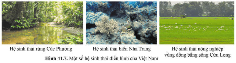 BÀI 41 - HỆ SINH THÁI