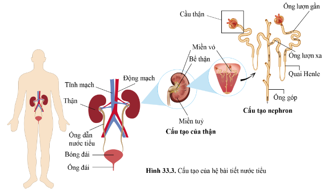 BÀI 33 - MÔI TRƯỜNG TRONG CƠ THỂ VÀ HỆ BÀI TIẾT Ở NGƯỜI