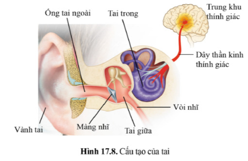 BÀI 34 - HỆ THẦN KINH VÀ CÁC GIÁC QUAN Ở NGƯỜI