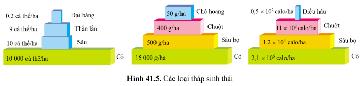 BÀI 41 - HỆ SINH THÁI