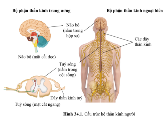 BÀI 34 - HỆ THẦN KINH VÀ CÁC GIÁC QUAN Ở NGƯỜI