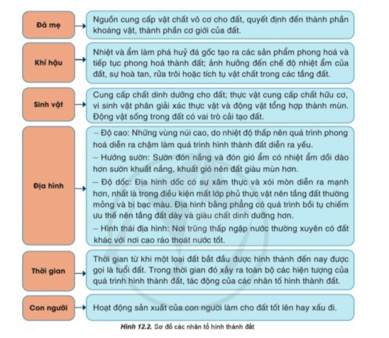 BÀI 12. ĐẤT VÀ SINH QUYỂNĐất và lớp vỏ phong hóaCâu 1:  Đọc thông tin và quan sát hình 12.1, hãy trình bày khái niệm về đất. Phân biệt đất và lớp vỏ phong hóa.Đáp án chuẩn:Lớp vật chất tơi xốp nằm trên cùng của bề mặt lục địa, gồm có các thành phần vô cơ, hữu cơ, nước, không khí và được đặc trưng bởi độ phì. Phân loại:Lớp đất: là lớp vật chất tơi xốp nằm trên cùng của bề mặt lục địa.Lớp vỏ phong hoá là sản phẩm phong hoá của đá gốc, nằm phía dưới lớp đất và phía trên cùng của tầng đá góc.Các nhân tố hình thành đấtCâu 2: Đọc thông tin và quan sát hình 12.2, hãy trình bày vai trò của các nhân tố trong việc hình thành đất.Đáp án chuẩn:1. Đá mẹ: Là nguồn cung cấp chất vô cơ cho đất 2. Khí hậu: Trực tiếp là nhiệt và ẩm làm cho đá gốc bị phá hủy thành đá mẹ3. Sinh vật: cung cấp chất hữu cơ cho đất được vi sinh vật phân giải và tổng hợp thành mùn tạo độ phì cho đất. Động vật sống trong đất cũng góp phần cải tạo đất.4. Địa hình: Ảnh hưởng đến tốc độ hình thành đất và bề dày cùa đất5. Thời gian: Ảnh hưởng tới khả năng và cường độ tác động của các nhân tố hình thành đất.6. Con người: thông qua hoạt động sản xuất làm cho đất biến đổi tính chất so với tính chất ban đầu của nó, có thể làm cho đất tốt lên hay xấu đi.Khái niệm, đặc điểm và giới hạn của sinh quyểnCâu 3: Đọc thông tin, hãy trình bày khái niệm, giới hạn của sinh quyển và phân tích đặc điểm của sinh quyển.Đáp án chuẩn:* Khái niệm: Sinh quyển là toàn bộ sinh vật sống trên Trái Đất, tạo thành một quyển của Trái Đất. * Giới hạn: phụ thuộc vào giới hạn phân bố của sinh vật.* Đặc điểm của sinh quyển  - Chủ yếu là các cơ thể sống, bao gồm: thực vật, động vật và vi sinh vật: - Có đặc tính tích lũy năng lượng. - Ảnh hướng đến sự phát triển của các quyển khác trên Trái Đất như làm cho bầu không khí trong lành, thay đổi tính chất khí quyển,...Các nhân tố ảnh hưởng đến sự phát triển và phân bố sinh vật.Câu 4: Đọc thông tin, hãy phân tích các nhân tố ảnh hưởng đến sự phát triển, phân bố của sinh vật. Đáp án chuẩn:Khí hậu; Nước; Đất; Địa hình; Con ngườiVận dụng