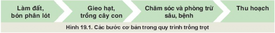 BÀI 19: QUY TRÌNH TRỒNG TRỌT VÀ CƠ GIỚI HÓA TRONG TRỒNG TRỌT