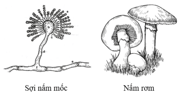 BÀI 28: NẤM