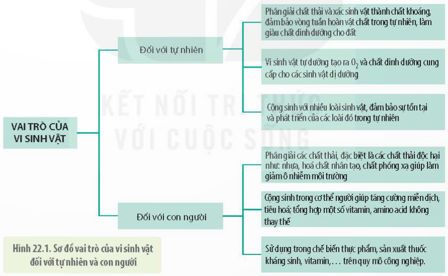 BÀI 22 - VAI TRÒ VÀ ỨNG DỤNG CỦA VI SINH VẬT