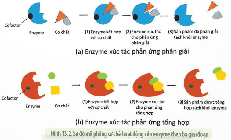 BÀI 13 - KHÁI QUÁT VỀ CHUYỂN HÓA VẬT CHẤT VÀ NĂNG LƯỢNG