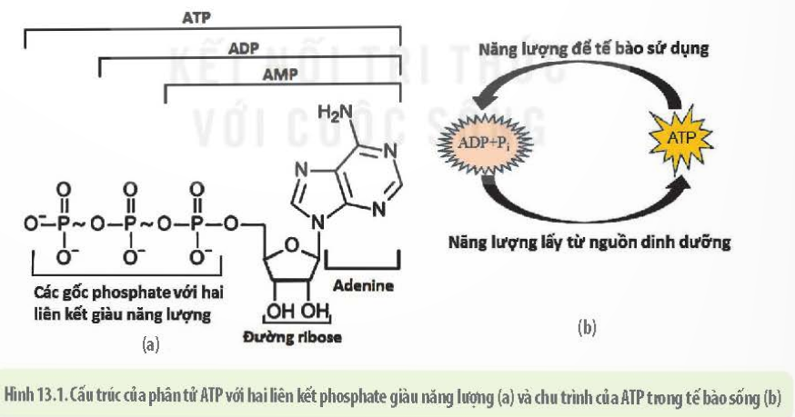 BÀI 13 - KHÁI QUÁT VỀ CHUYỂN HÓA VẬT CHẤT VÀ NĂNG LƯỢNG