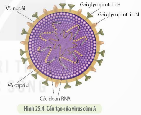 BÀI 25 - MỘT SỐ BỆNH DO VIRUS VÀ CÁC THÀNH TỰU NGHIÊN CỨU ỨNG DỤNG VIRUS