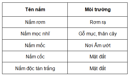 BÀI 28: NẤM