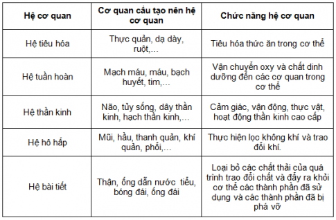 BÀI 20: CÁC CẤP ĐỘ TỔ CHỨC TRONG CƠ THỂ ĐA BÀO