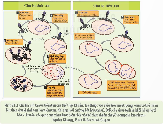 BÀI 24 - KHÁI QUÁT VỀ VIRUS