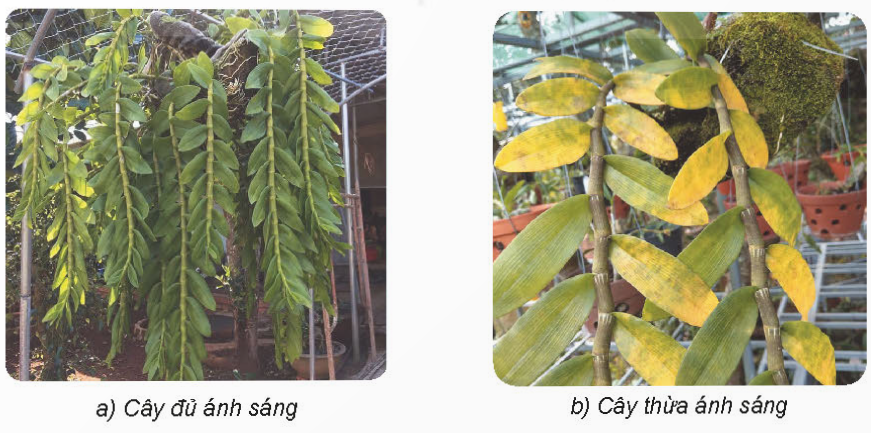 BÀI 6. CHĂM SÓC HOA, CÂY CẢNH TRONG CHẬU