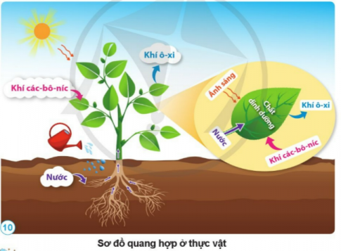 BÀI 13. NHU CẦU SỐNG CỦA THỰC VẬT VÀ CHĂM SÓC CÂY TRỒNG