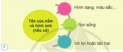 ÔN TẬP CHỦ ĐỀ NẤM