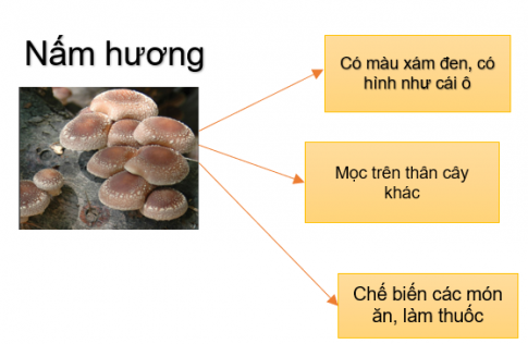 ÔN TẬP CHỦ ĐỀ NẤM