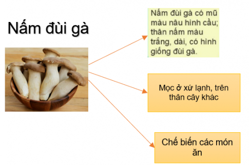 ÔN TẬP CHỦ ĐỀ NẤM