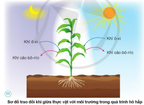 BÀI 13. NHU CẦU SỐNG CỦA THỰC VẬT VÀ CHĂM SÓC CÂY TRỒNG