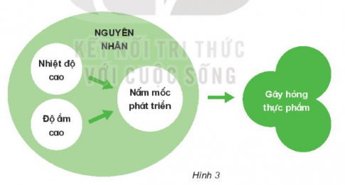 BÀI 21: NẤM GÂY HỎNG VÀ THỰC PHẨM NẤM ĐỘC