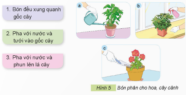 BÀI 6. CHĂM SÓC HOA, CÂY CẢNH TRONG CHẬU