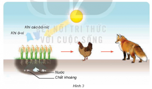 BÀI 30: VAI TRÒ CỦA THỰC VẬT TRONG CHUỖI THỨC ĂN