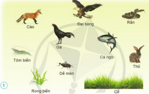 ÔN TẬP CHỦ ĐỀ SINH VẬT VÀ MÔI TRƯỜNG