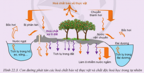 BÀI 22: NHỮNG VẤN ĐỀ CHUNG VỀ BẢO VỆ MÔI TRƯỜNG TRONG TRỒNG TRỌT