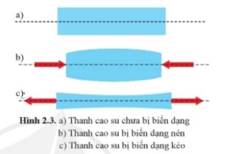 CHỦ ĐỀ 5 BÀI 2 SỰ BIẾN DẠNG